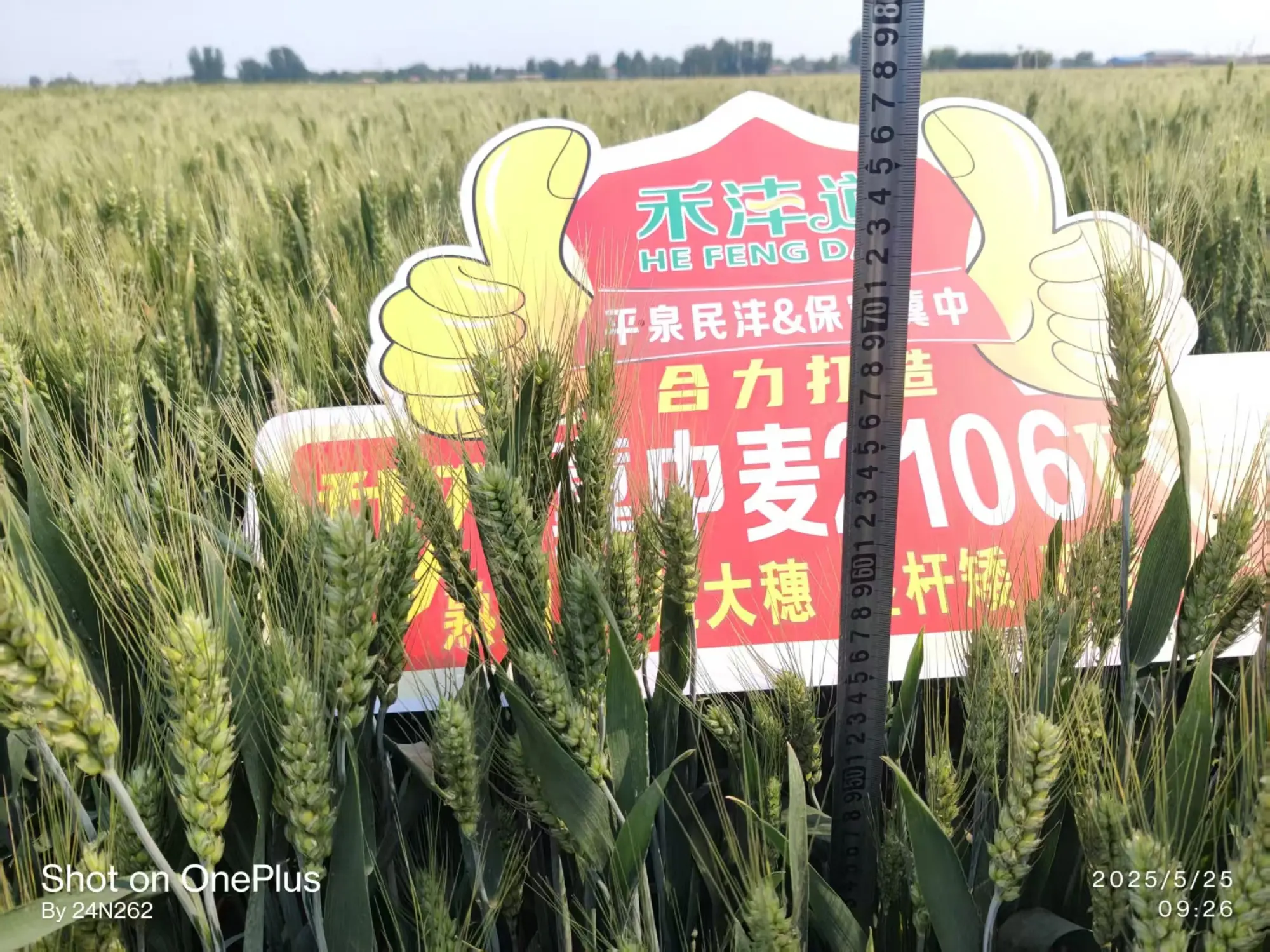 石家庄种业,河北玉米种业,玉米种业源头