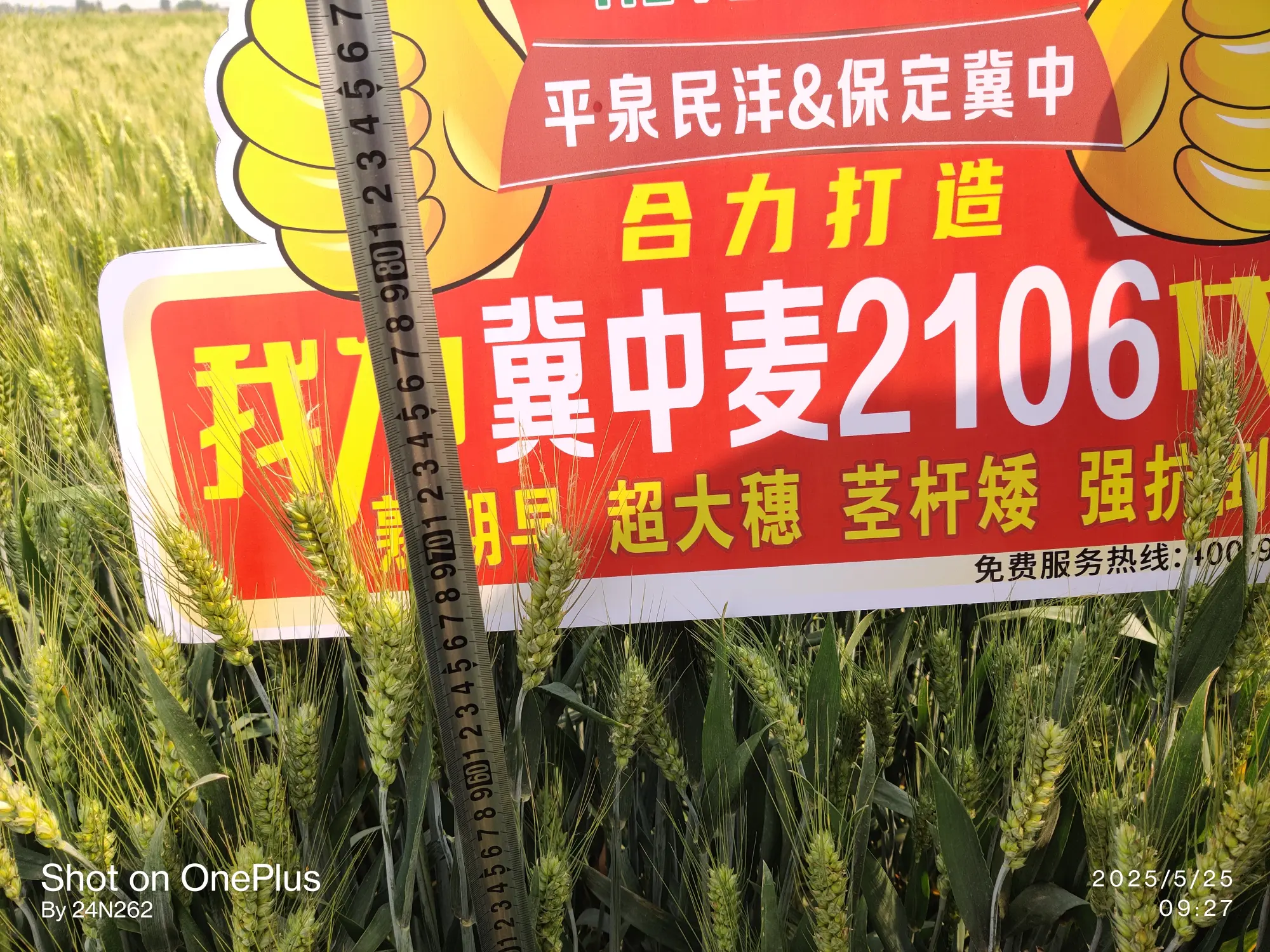 石家庄种业,河北玉米种业,玉米种业源头