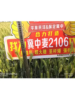 冀中麦2106